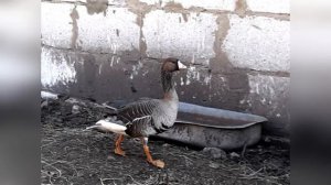 Рассказы о животных, птицах. Гусь лапчатый. Автор: Александр Барков