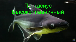 Пангасиус. Акулий сом.