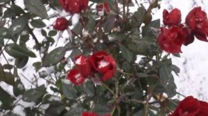 Ландшафтный дизайн, где лучше жить, обзор участка 8 соток, ландшафтный участок своими руками.