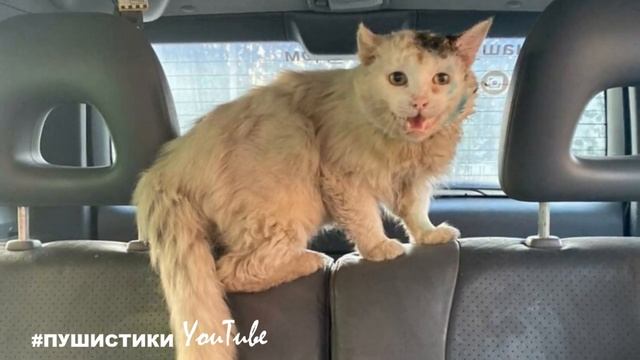 Он отчаянно просил помощи, на голове КОТА была огромная рана, но все проходили мимо... смотреть онлайн