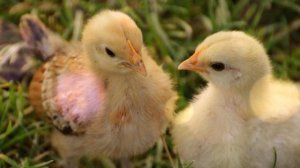 Как цыпленок голос искал