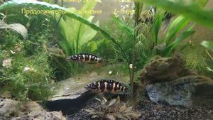 юлидохромис транскриптус