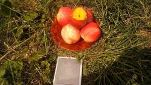 Нектарин Калдези 2000 и сравнение с Роял Глори