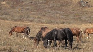 Жеребец начинает выбивать молодняк из табуна