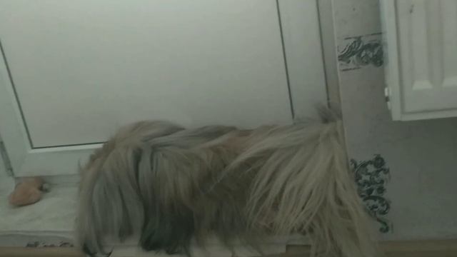 Dog-vlog. смотреть онлайн