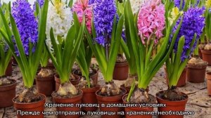 Гиацинт — уход в домашних условиях, выращивание в горшке