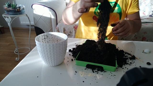 Fittonia ☘️ Hypoestes Phyllostachya ? Hostes Çiçeği ? Çilli Yaprak Güzeli ⛅ смотреть онлайн