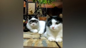 Приколы с котами и собаками #72