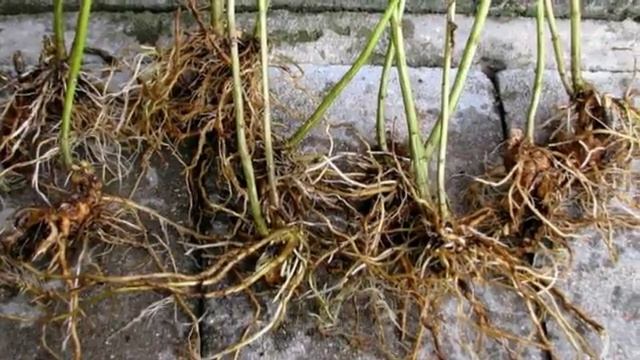 Посадка многолетних цветов в августе. смотреть онлайн