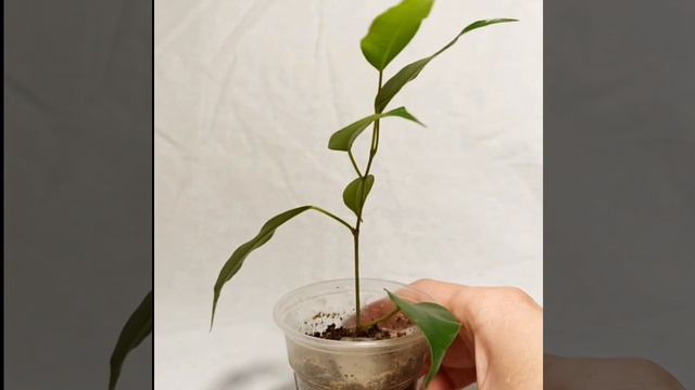 Фикус Бенджамина / мелколистный смотреть онлайн