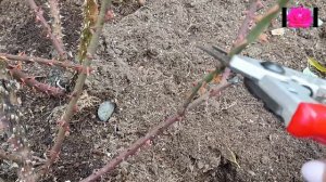 РОЗЫ НАЧИНАЮЩИМ. ОБРЕЗКА ВЗРОСЛОЙ РОЗЫ ОСЕНЬЮ