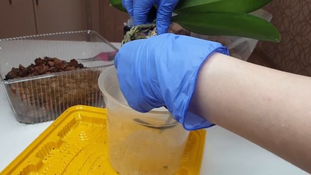 ПЕРЕСАДКА ОРХИДЕИ / Рекомендую так ПЕРЕСАЖИВАТЬ орхидею и САДИТЬ орхидею в КОРУ смотреть онлайн