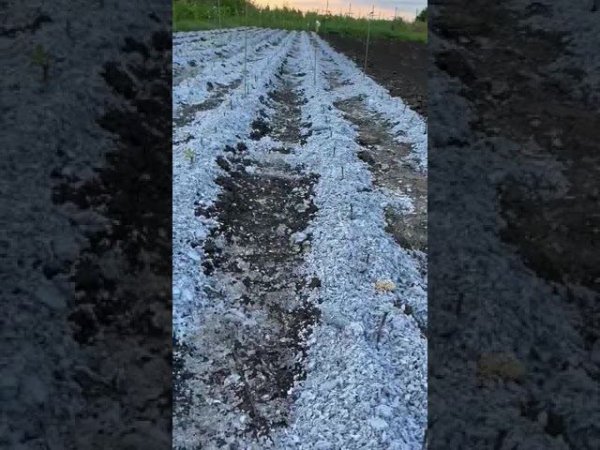 Мульчирование почвы