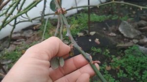 У роз проснулись почки перед зимой.  Удалять или нет?