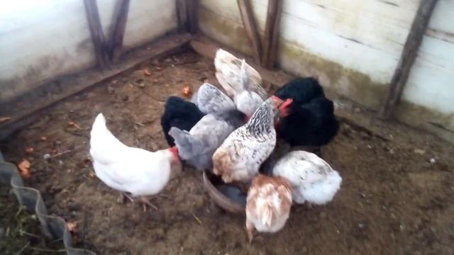Почему куры выдергивают перо и съедают , и как с этим бороться.