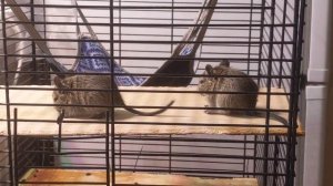 Дегу, чилийские белки (С комментариями/Субтитрами)