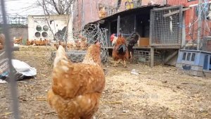 #1 ПЕТУХ ПЕТУХА видит издалека ?