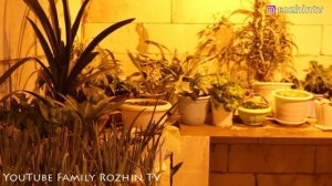 ЧТО ДЕЛАТЬ ЕСЛИ НЕ ХВАТАЕТ СОЛНЕЧНОГО ☀️ СВЕТА ЦВЕТАМ??