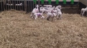 Продаем оптом из Европы поголовье пароды  овец Лакон