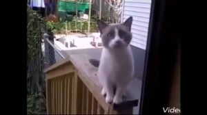 Кот смешно мяучит и просится домой))