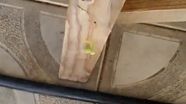 Моё 1# видео о Животных. (Богомол) ? смотреть онлайн