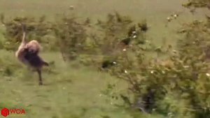 Страус против гепарда | мать страус не может спасти ребенка от гепарда охота