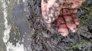 Копаю лиманского червя