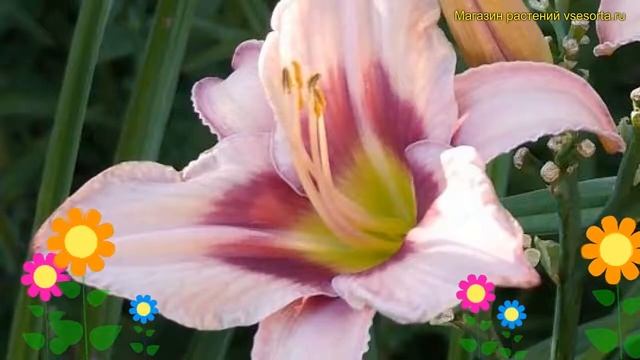 Лилейник гибридный Чикаго Хеирллом. Краткий обзор, описание hemerocallis Chicago heirloom смотреть онлайн