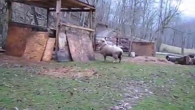 Прыгающая овца!.