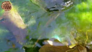 Прозрачная вода в пруду | Прудовые новости из лета 2020 | Пруд Пруди