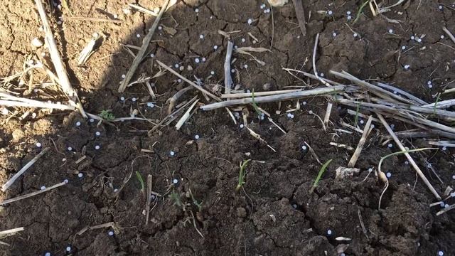 Весенняя подкормка чеснока(воздушная бульбочка) смотреть онлайн