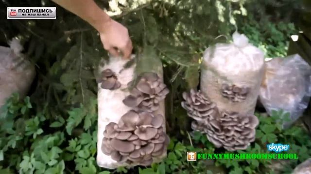 вешенка, ГРИБЫ МУТАНТЫ и штамм Р77