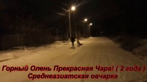 Горный олень прекрасная Чара