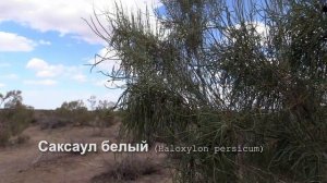 Саксаул белый