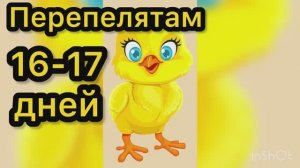 Перепелятам 16-17 дней