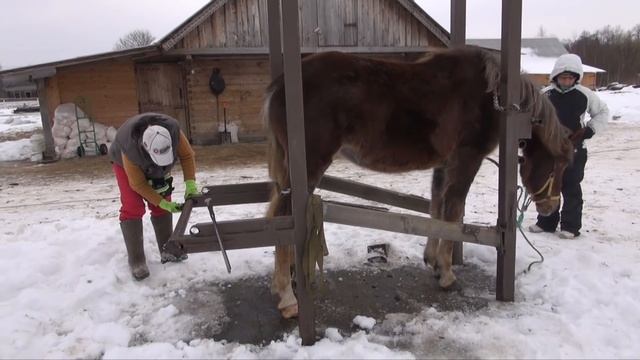 Расчистка копыт лошади в станке. смотреть онлайн