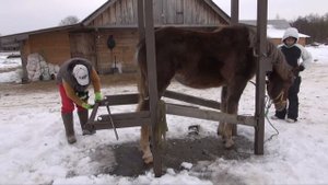 Расчистка копыт лошади в станке.