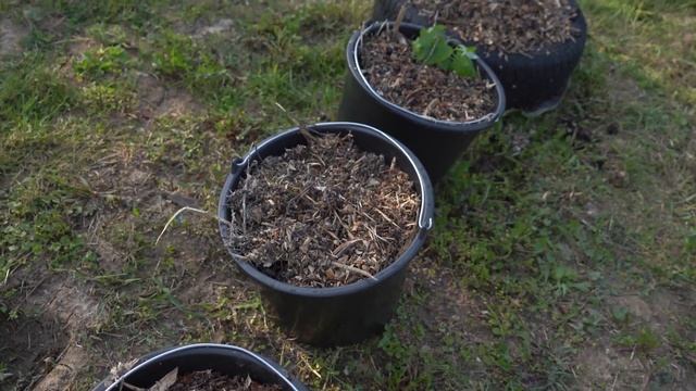 Выживет ли кабачок?! Обзор, батат, кабачок, табачок, фасоль. смотреть онлайн