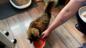 Толстая кошка Мина танцует на задних лапах. Всё ради вкусняшек и тунца))