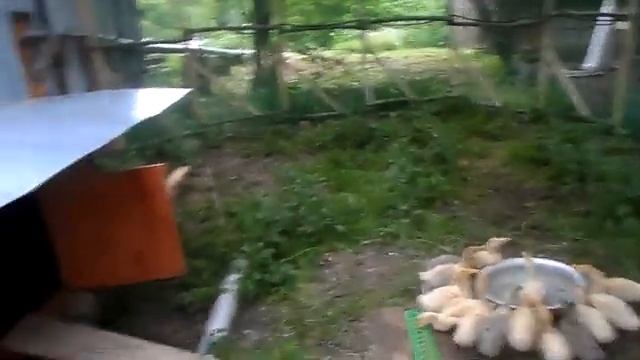 Утята бройлеры СТАР 53. Открываем выгул. День 20. смотреть онлайн