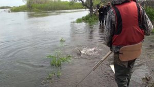 Лососевая рыбалка на Камчатке. Ловля чавычи на 7 кг, видео.