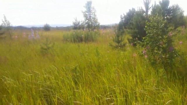 Пчеловодство с нуля. С чего начать? Установка ловушек и первые рои. смотреть онлайн