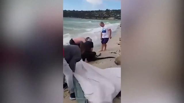 Видео Полицейские спасли из океана кенгуру смотреть онлайн