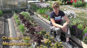 Живая изгородь за один сезон. Кохия: выращивание из семян