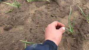 Как растёт чеснок Алексеевский гигант.