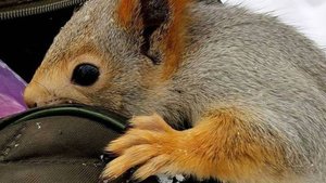 Эффект Вертиго