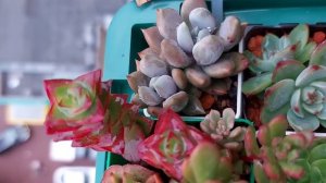 Суккуленты в домашних условиях.