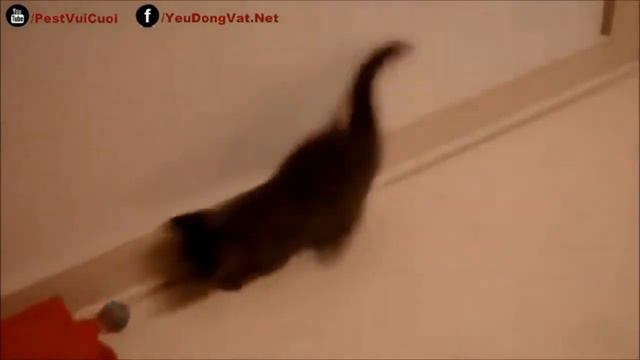 РЕАКЦИЯ РЫСИ ХАННЫ НА ЩЕНКА ОВЧАРКИ Встреча большой кошки с Тайпаном #1 смотреть онлайн