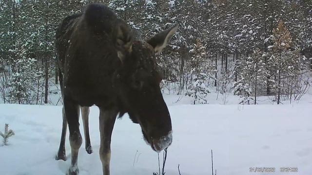 Mind paljastati: põder sai aru et teda jälitatakse! Меня раскрыли: лось догадался что его снимают