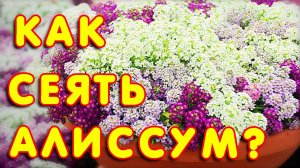 Выращивание алиссума. Как вырастить алиссум. Алиссум из семян. Посев алиссума